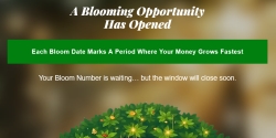 moneytreeoracle.com Review